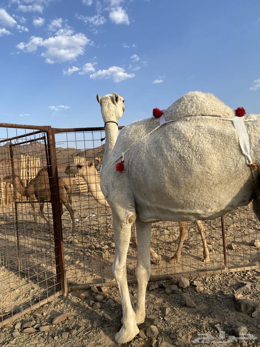 خلفه وضحا ناقة كفو من فروع البل وتحتها بكره طيبه تمم البيعع64447930874754113