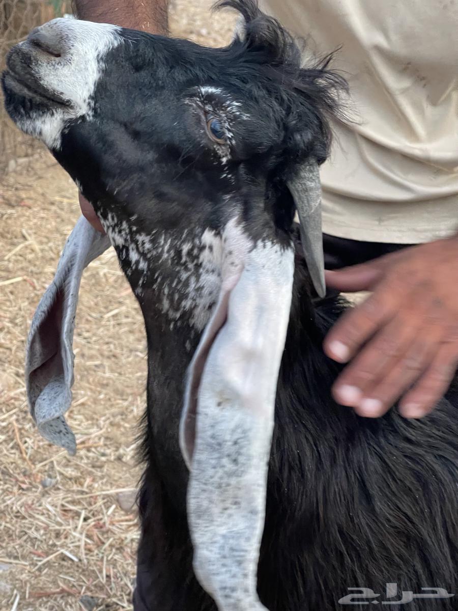 Project Bolei Class Ram64447428766721111