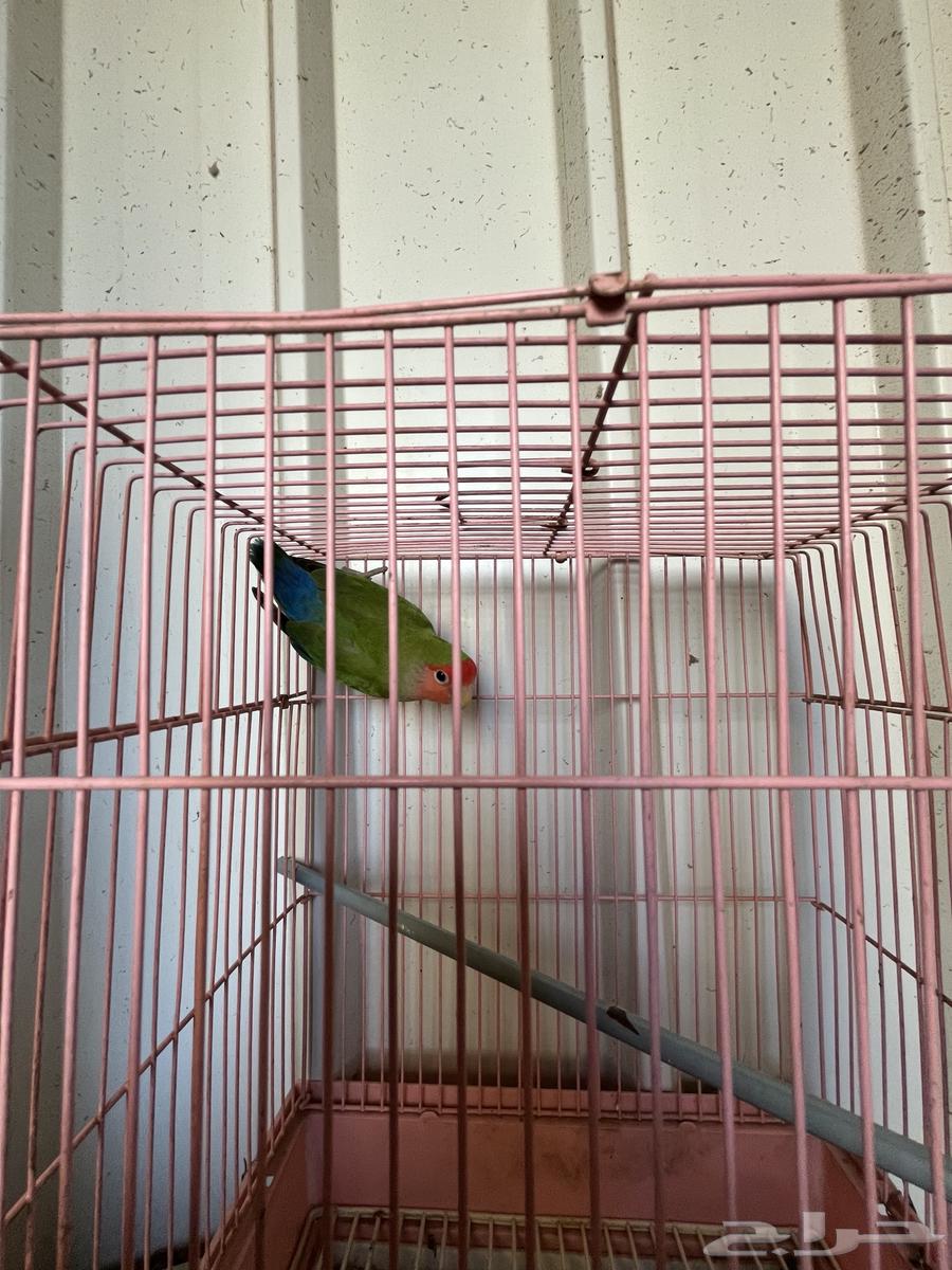 تم البيع64445933122563111