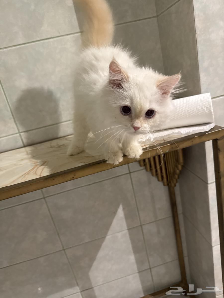 عندي قطوتين للبيع وحده ابيض  والثانيه بني فاتح64447679276930114