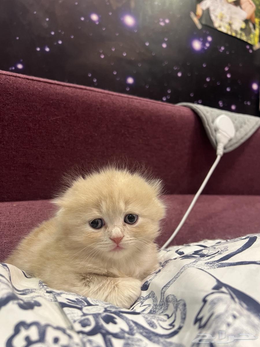 قط ذكر هاف سكوتش للبيع الرياض64447851155970112