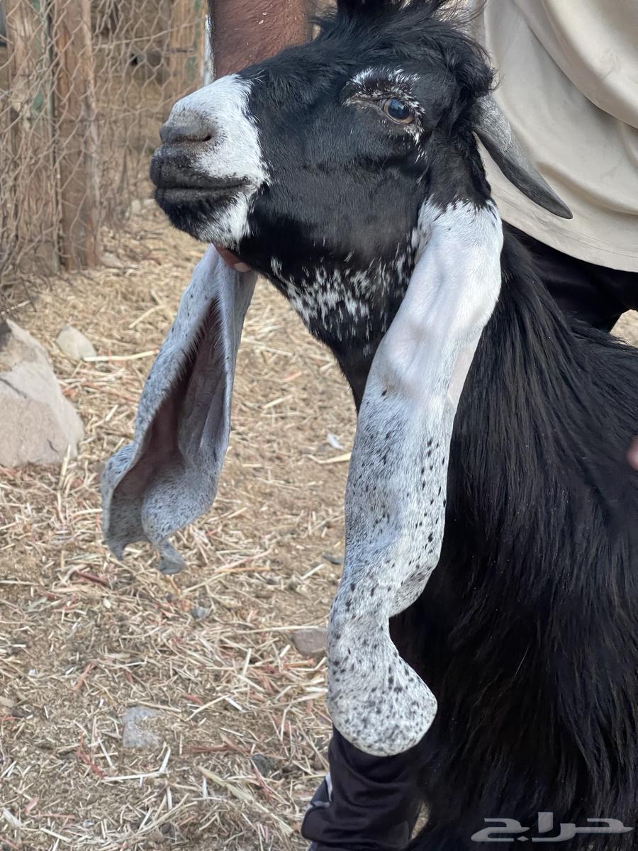 Project Bolei Class Ram64447428766721110