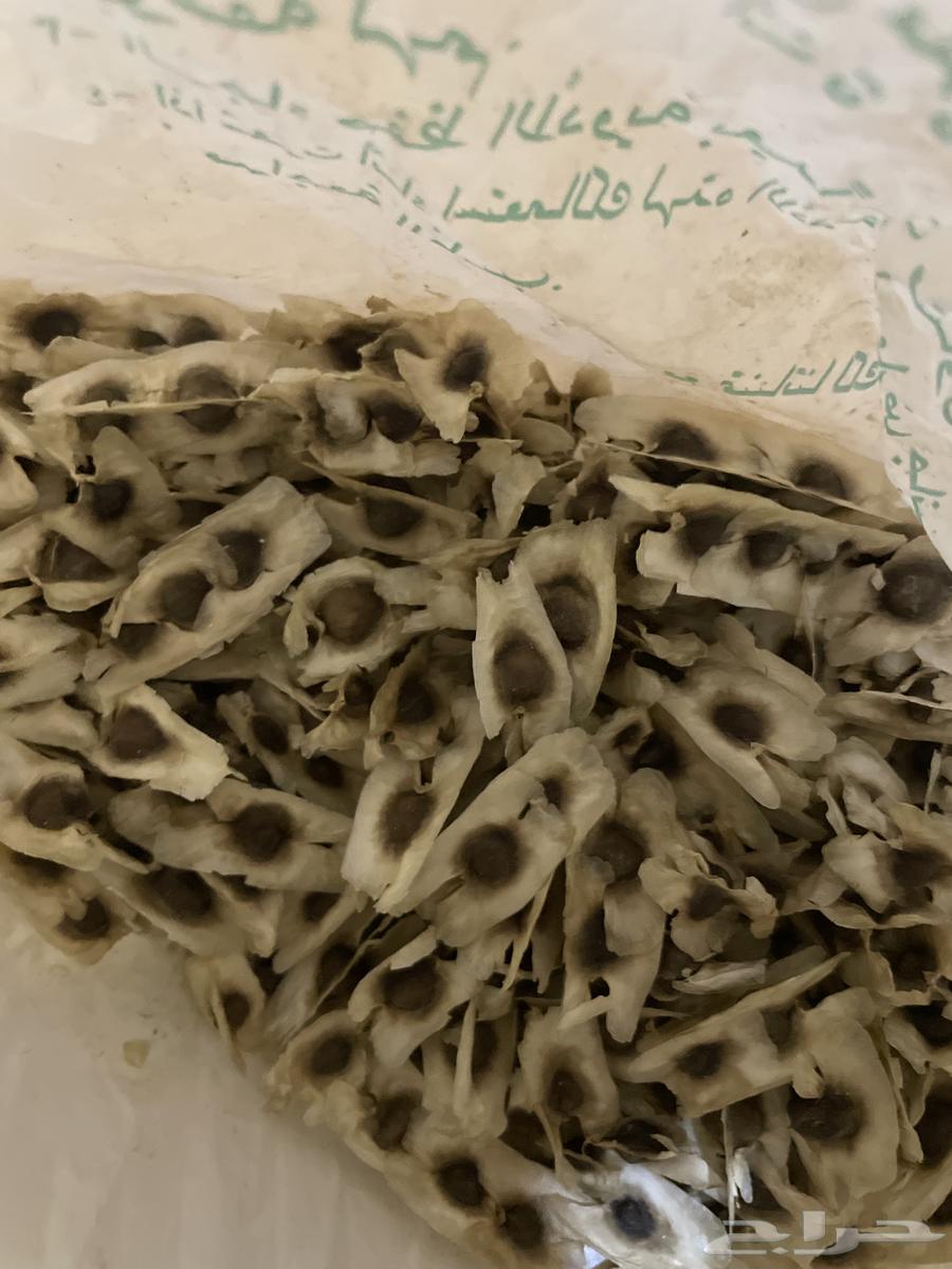 بذور المورينقا وبذور نخل واشنطوني64442898002818110
