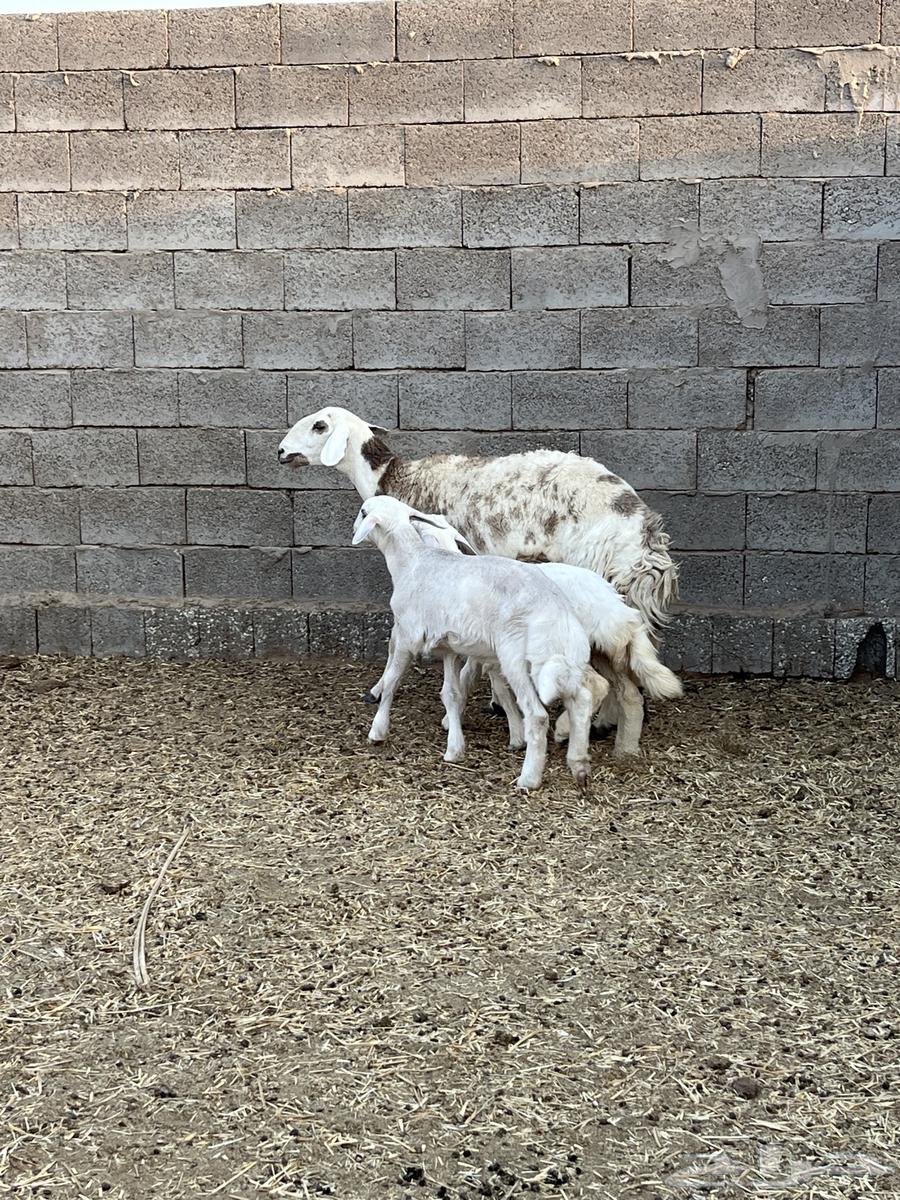 للبيع حريه والد64444876401154111