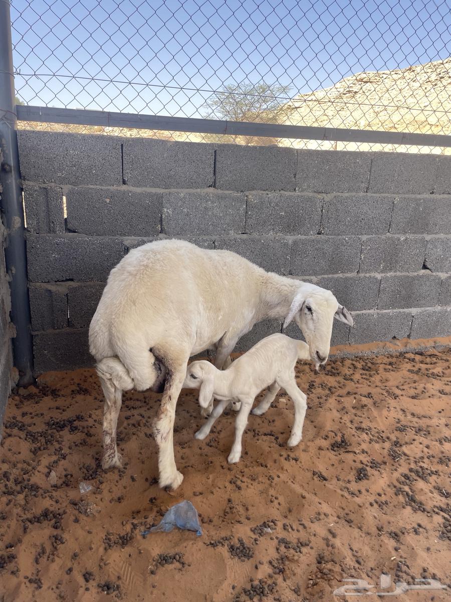 Freedom with a ram64442692462977110