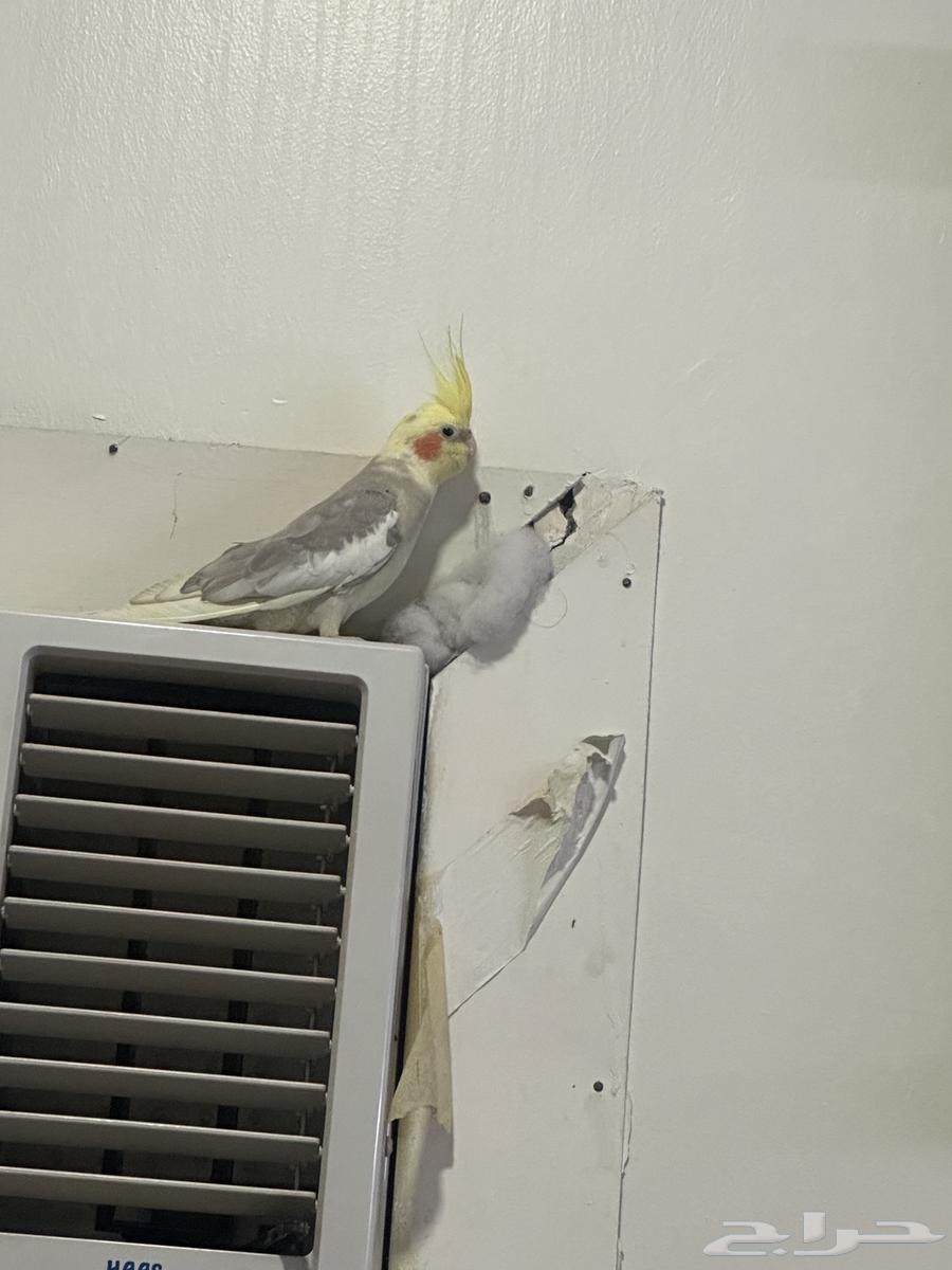 طير الكروان جميل ذكر للبيع64445770984194111