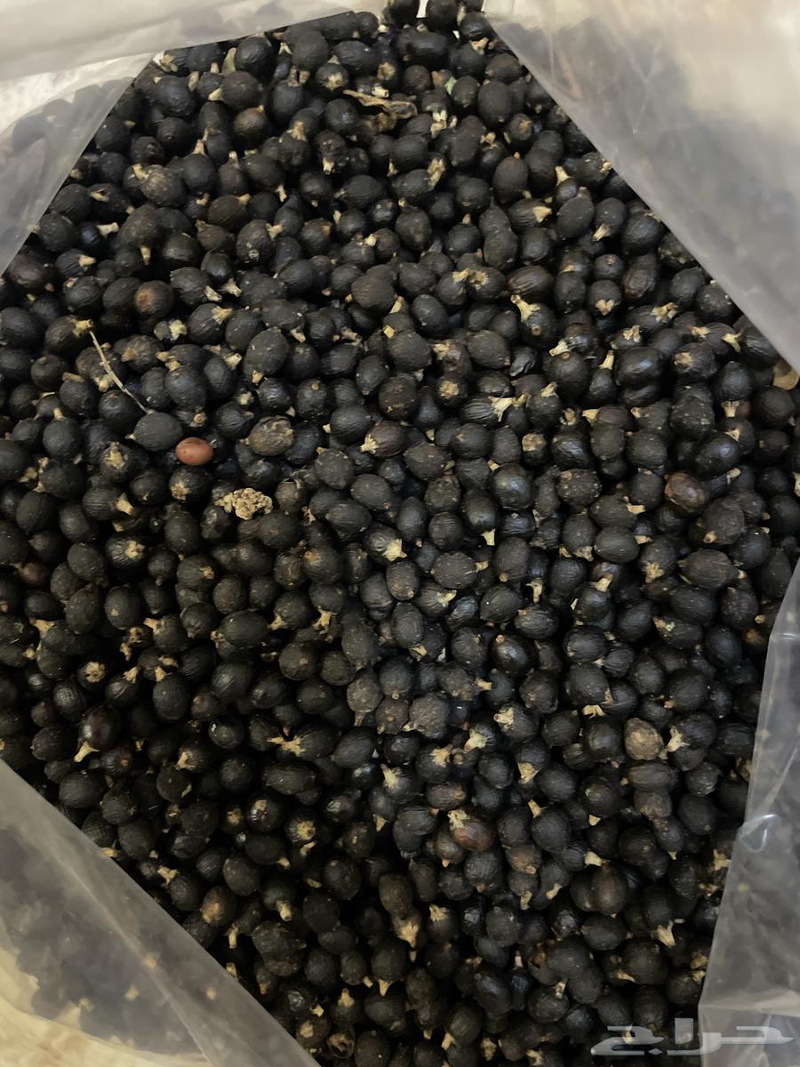 بذور المورينقا وبذور نخل واشنطوني64442898002818111