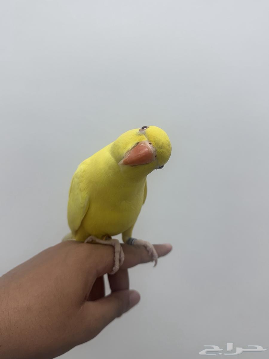 Dutch Valley Parrot Lutino Mutation Accepting Suitable Exchange64447613269761111