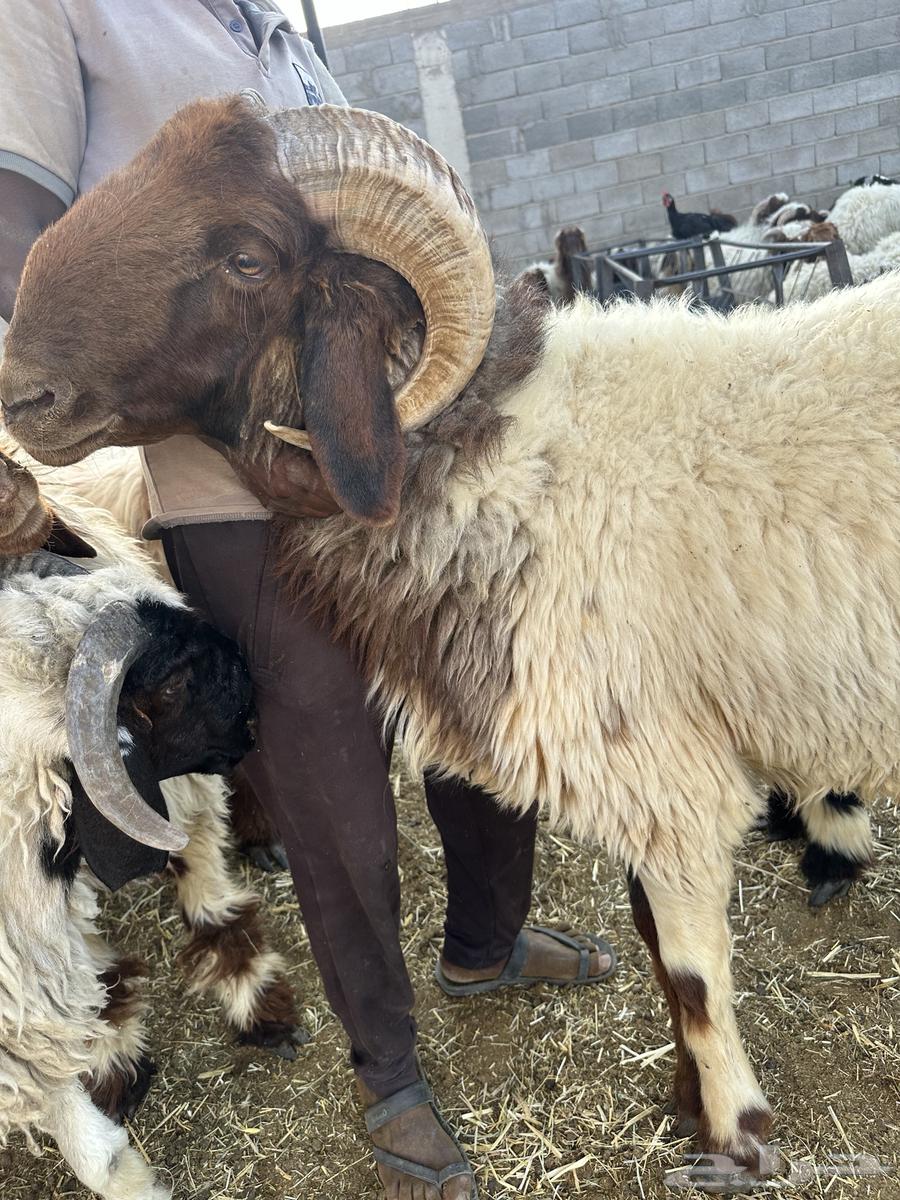 للبيع فحل نعيمي رباع جبر64448726817667110