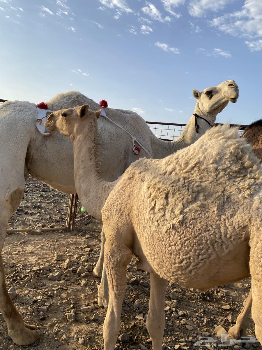 خلفه وضحا ناقة كفو من فروع البل وتحتها بكره طيبه تمم البيعع64447930874754110