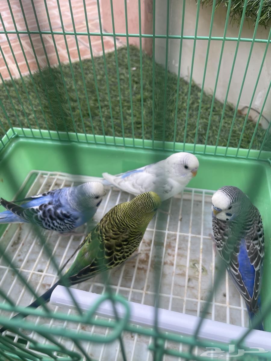 توفرت من جديد طيور الحب الجوز 85 اليوم فقط (تم البيع)64446067788289111