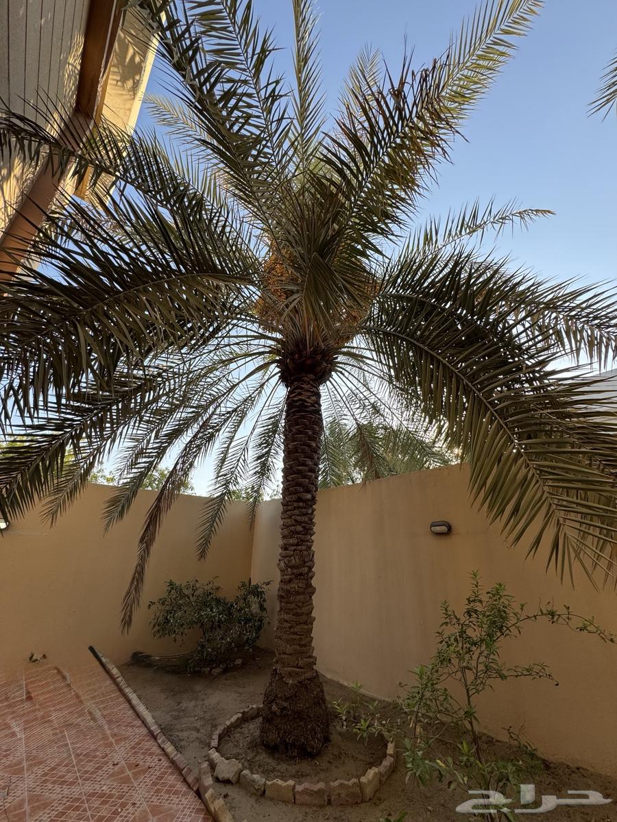 نخل غر ا وخلاص انتاج غزير وطيبات لوجه الله64446662490243110