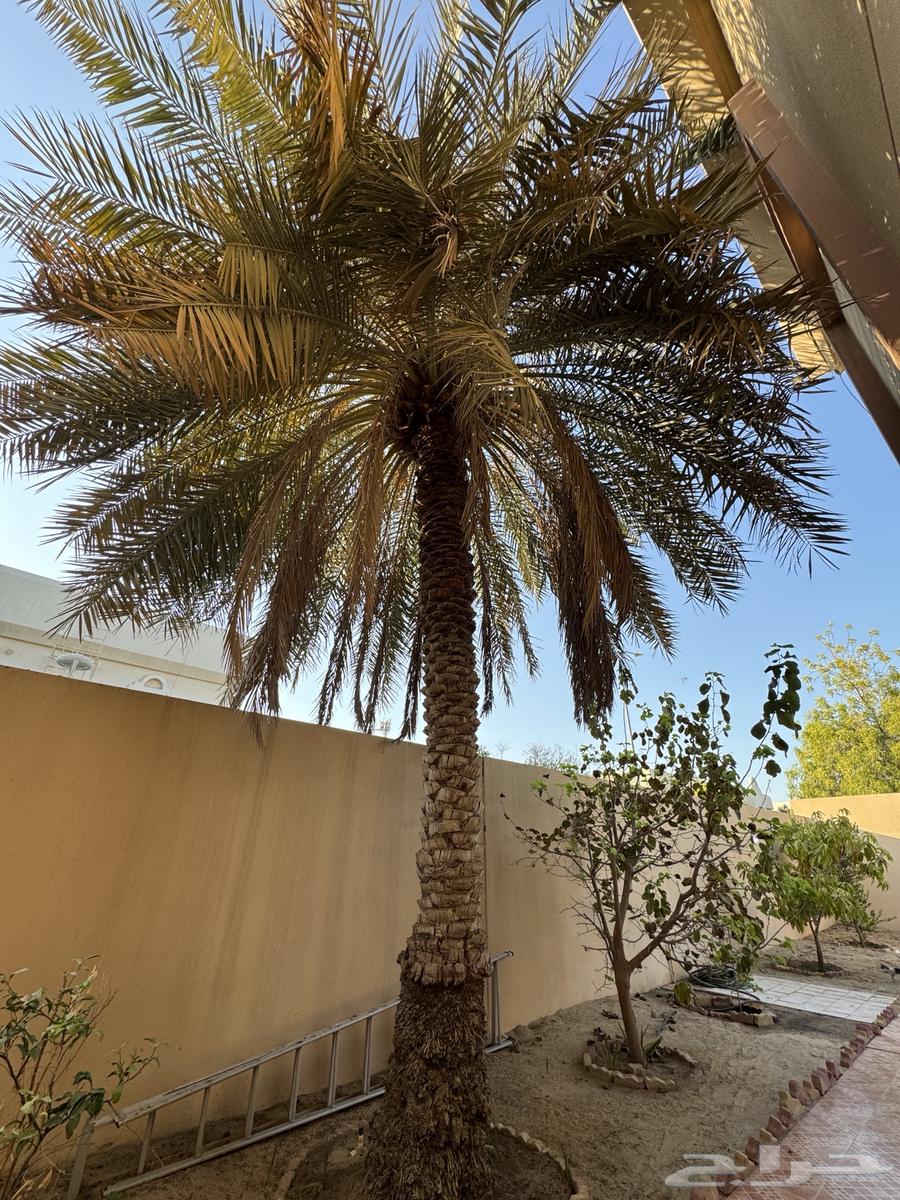 نخل غر ا وخلاص انتاج غزير وطيبات لوجه الله64446662490243111