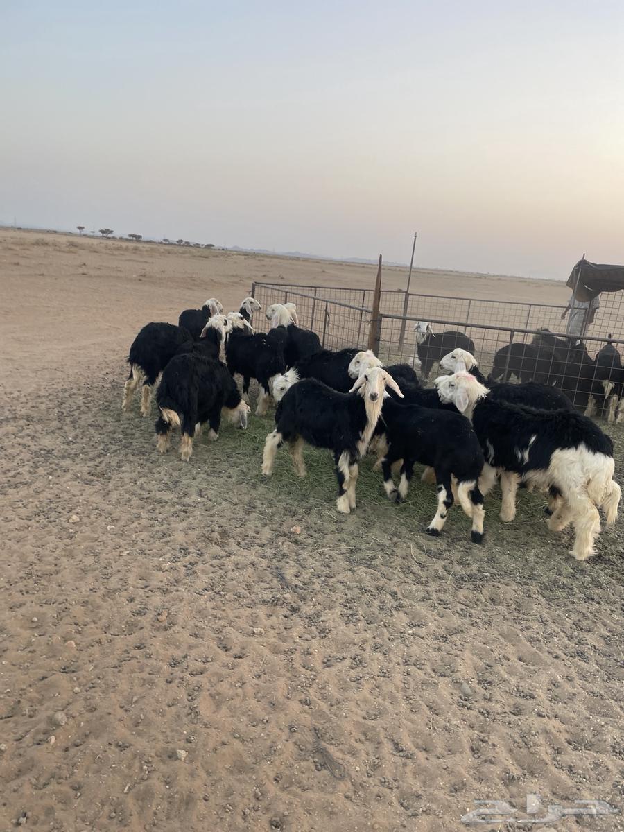 رخال نجد (( تم البيع ))64447229826561110