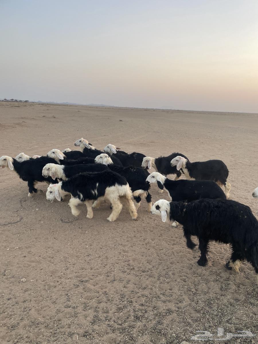 رخال نجد (( تم البيع ))64447229826561113