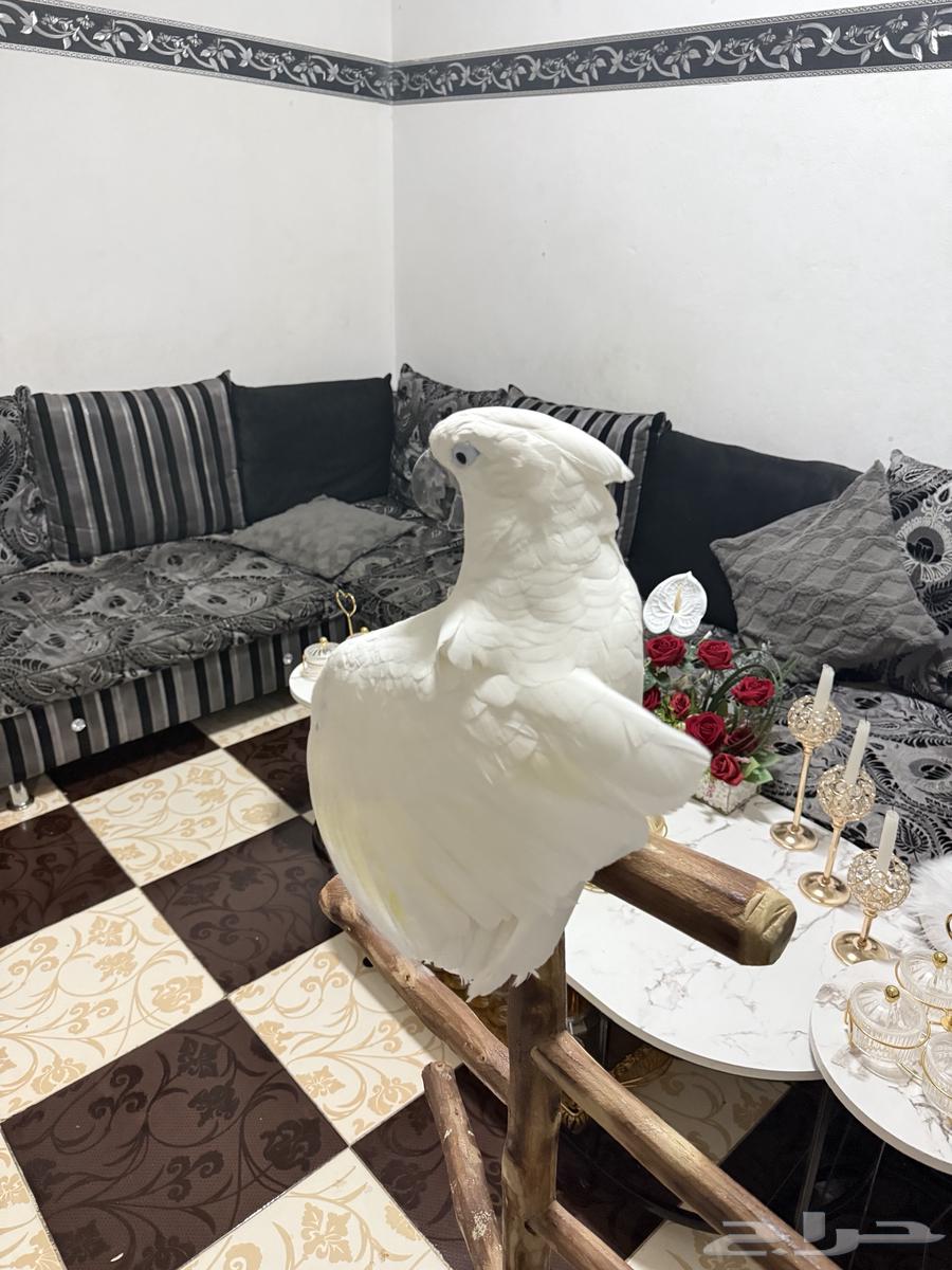ببغاء كوكاتو إمبريلا تم البيع64444231554178111