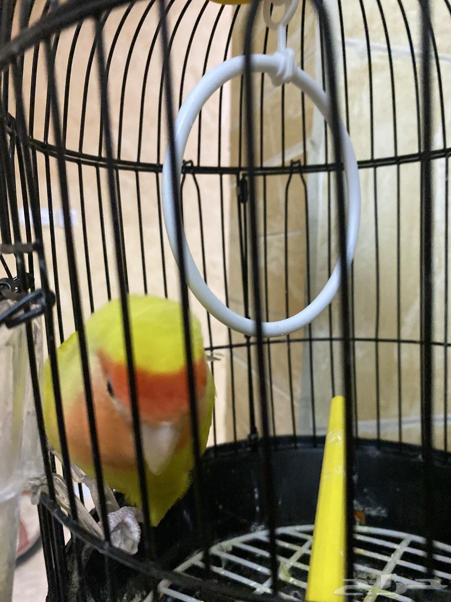 طير روز بقفصه باكله بكل شي معه والسعر 17064448421049985110