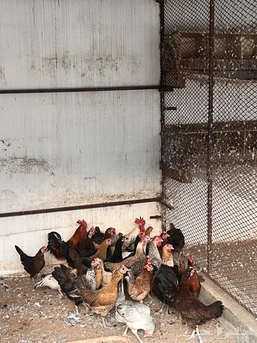 دجاج بلدي للبيع64447203382402110