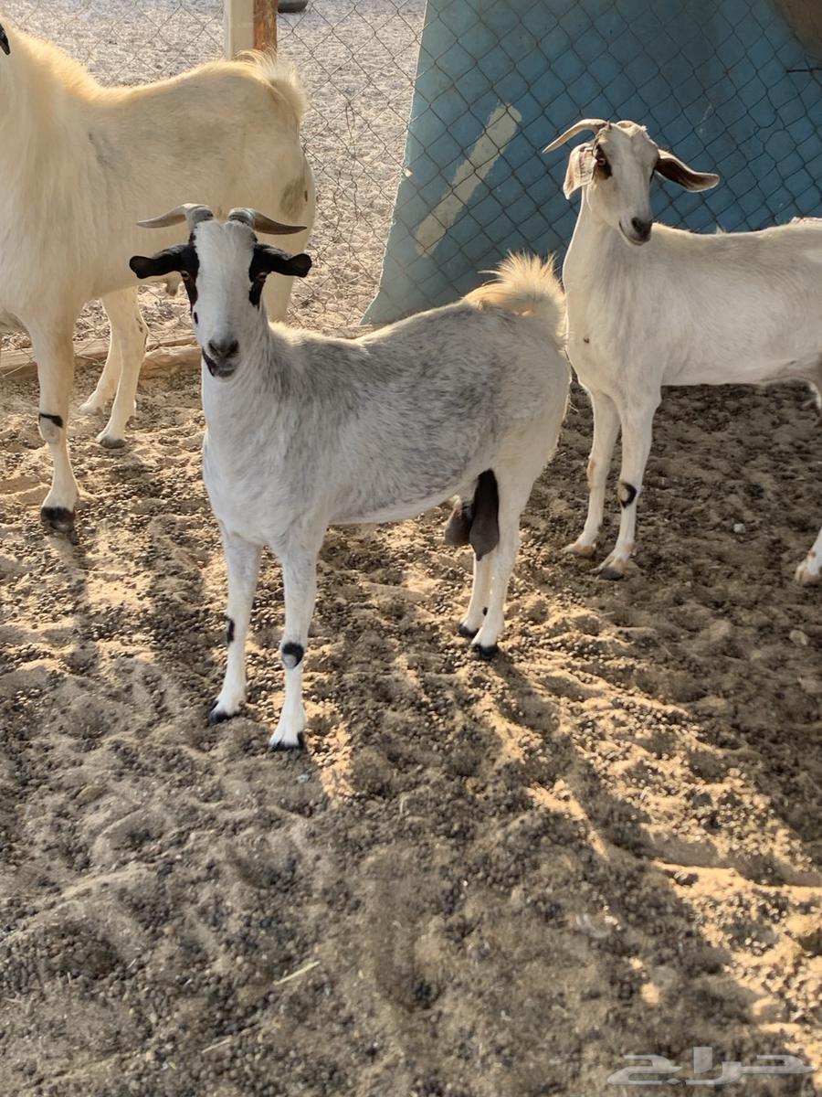 للبيع معزا بيشيات كحل( تم البيع64448726872451112