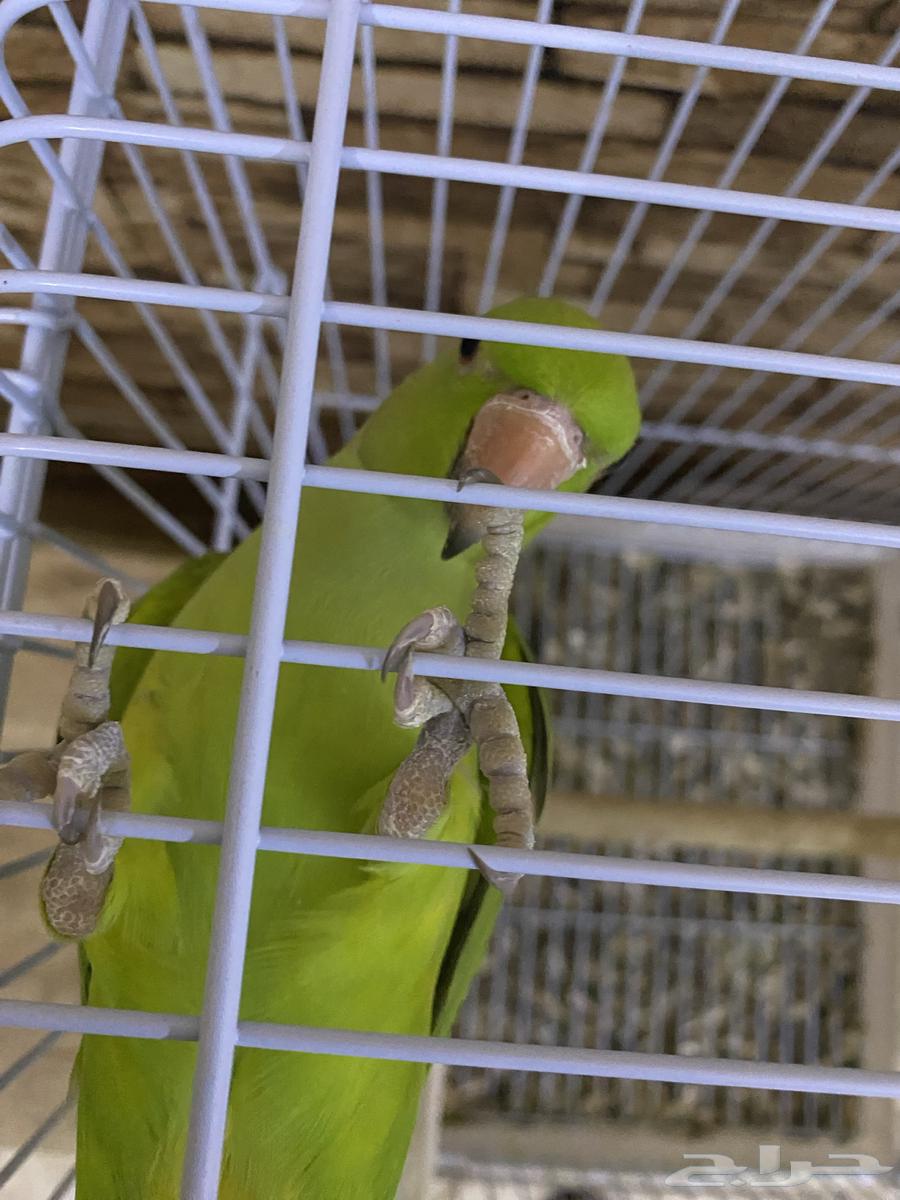 دره أليف64442475133443113