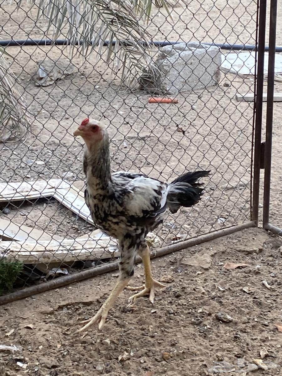 ديك فارسي للبيع64444998235393110