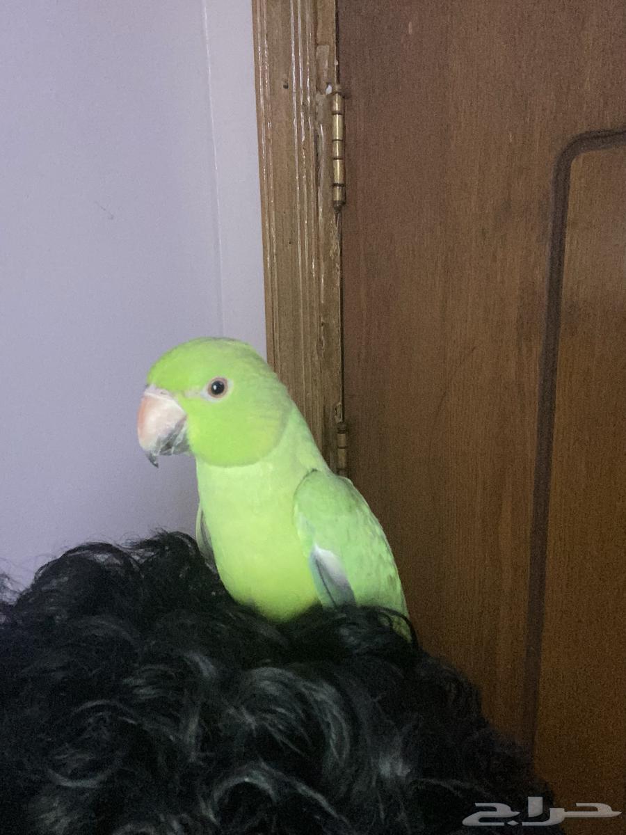 دره أليف64442475133443110