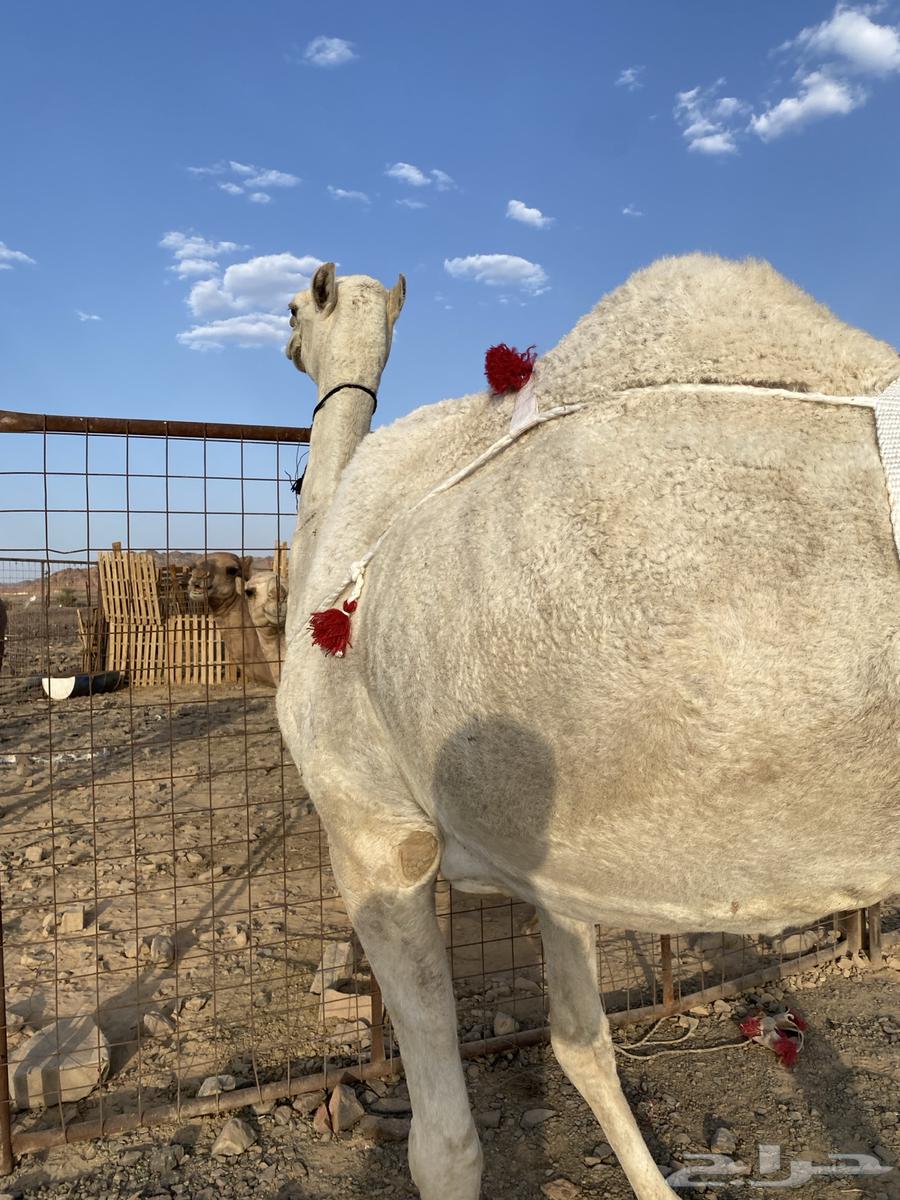 خلفه وضحا ناقة كفو من فروع البل وتحتها بكره طيبه تمم البيعع64447930874754114