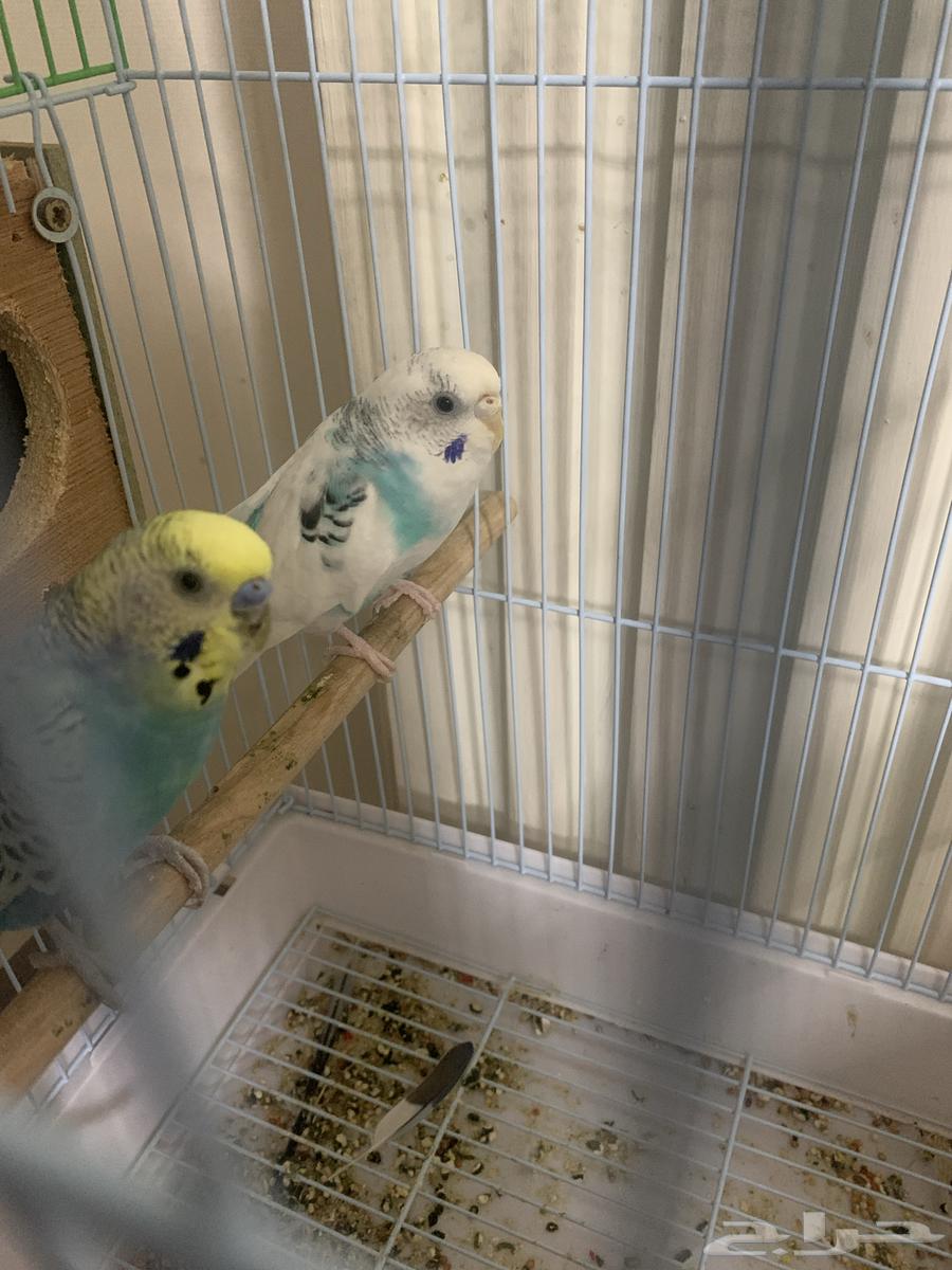 عصفورين مع القفص لللبيع64406262855170110