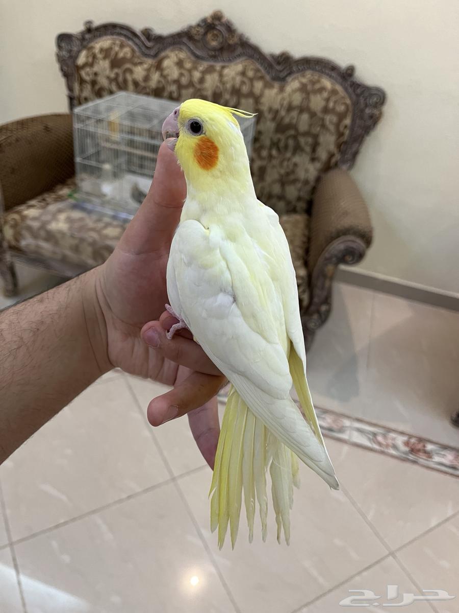 Tame, friendly and playful parrots you shouldn't miss64442651661315110