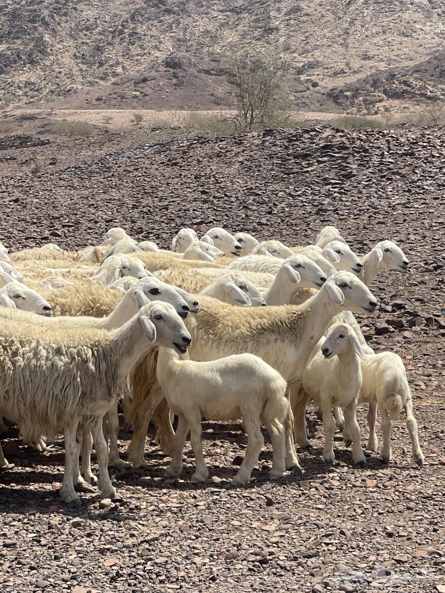 Sheep (Sold)64445865594754111