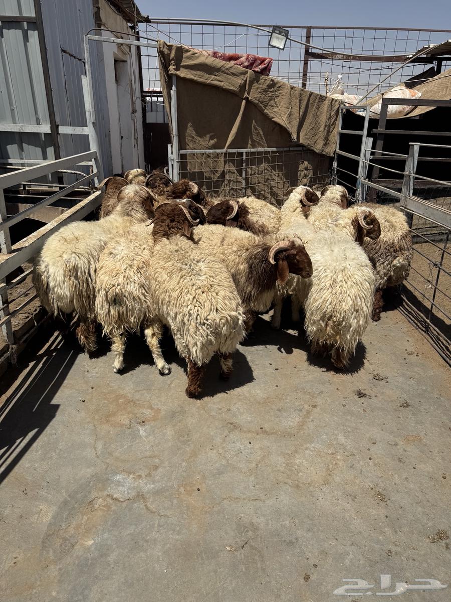 خروف سوري64446677190019112