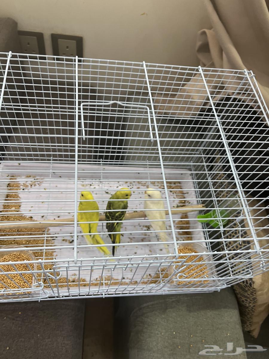 كروان زوج و بادجي طيور الحب للبيع64445553772035111