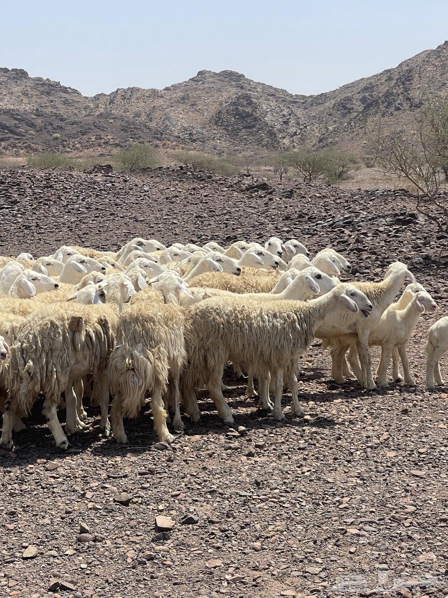 Sheep (Sold)64445865594754112