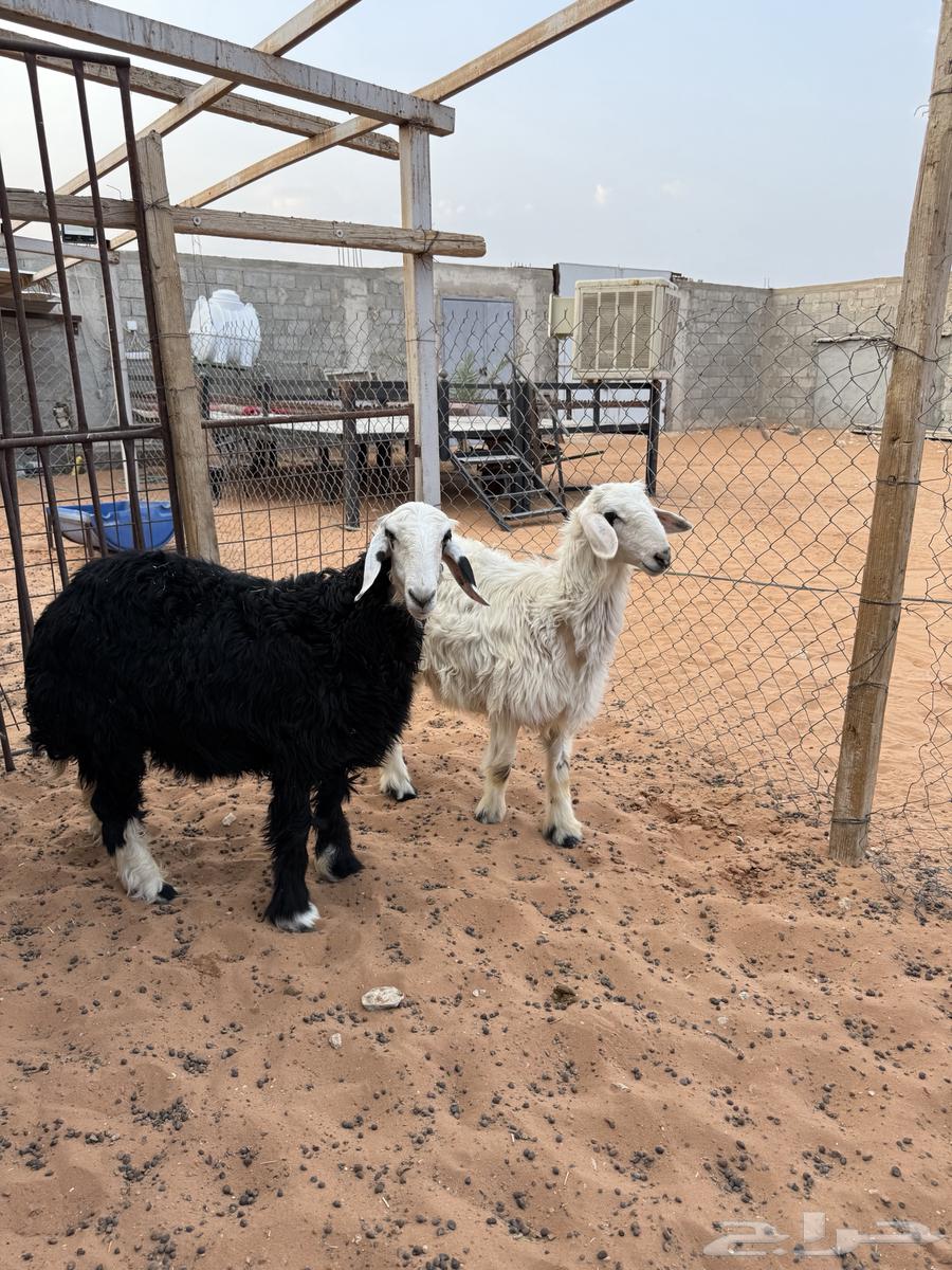 رخلتين نجد العمر 6 شهور ظهور فل64447389138689110