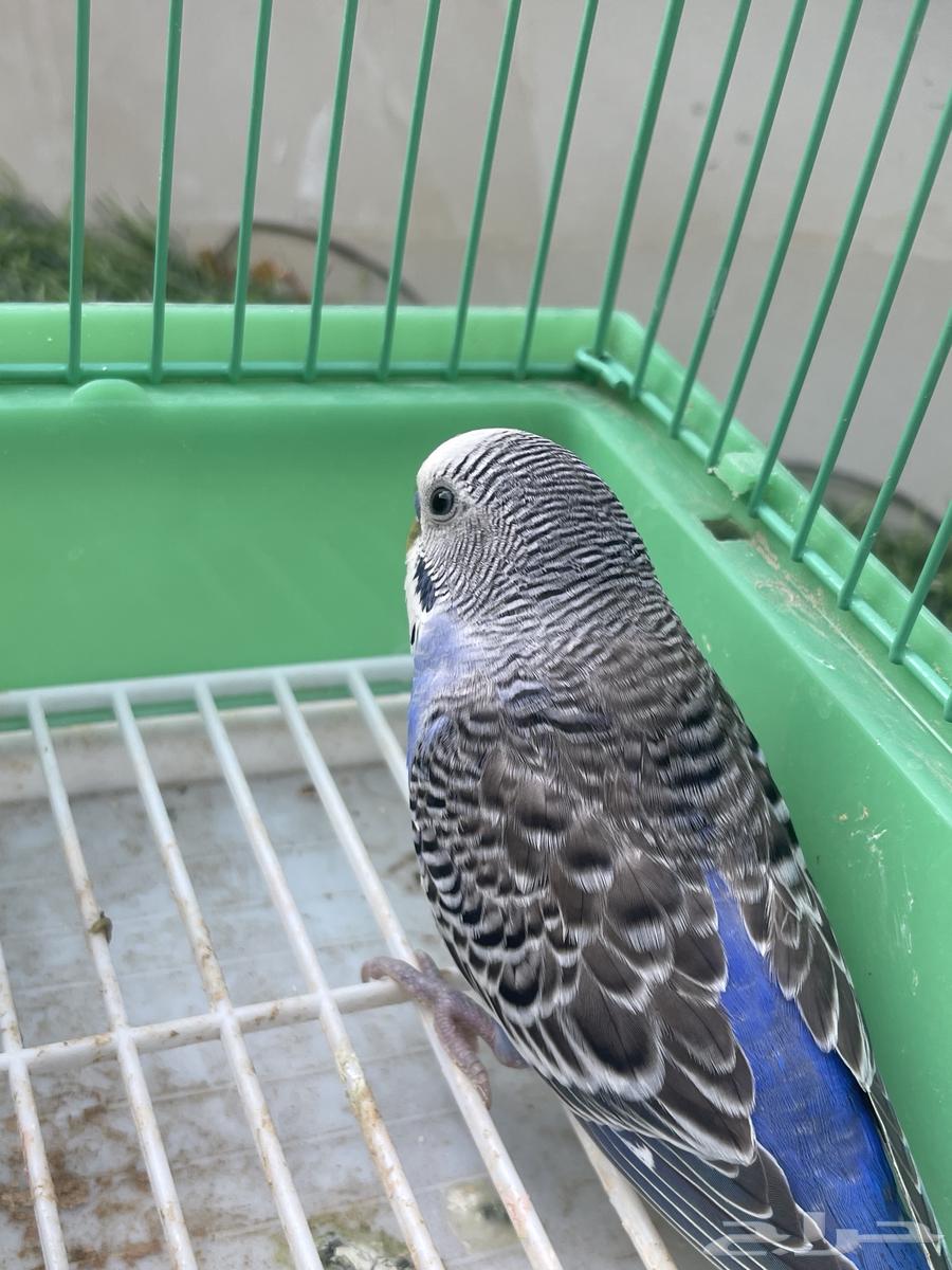 توفرت من جديد طيور الحب الجوز 85 اليوم فقط (تم البيع)64446067788289112