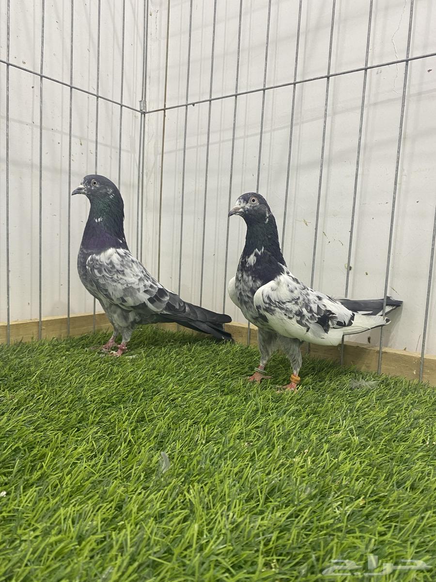 حمام باكستاني 5 شينا وكمنقر 1 تم البيع64442748500353114