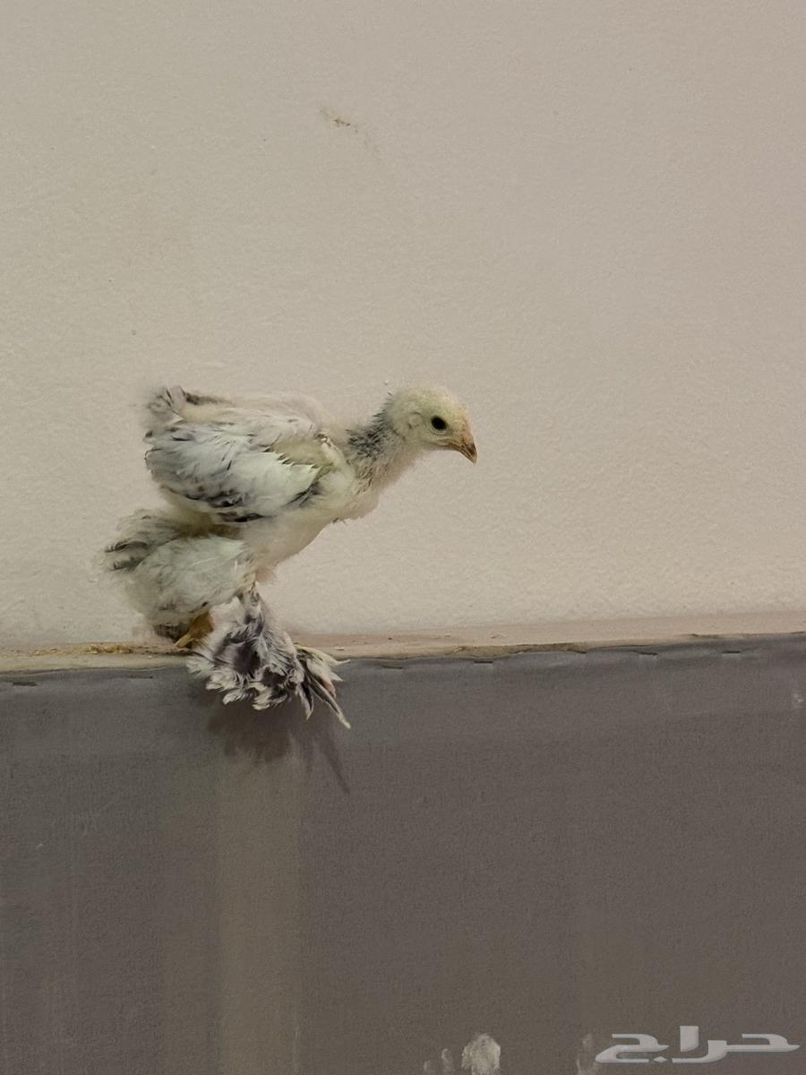 صيصان براهما كولمبي عمر شهرين64447692691330111