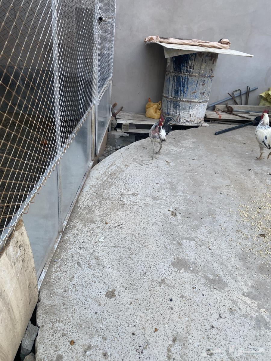 ديكين بلدية للبيع اعمارها تقريبا  8 شهور64447082527489111