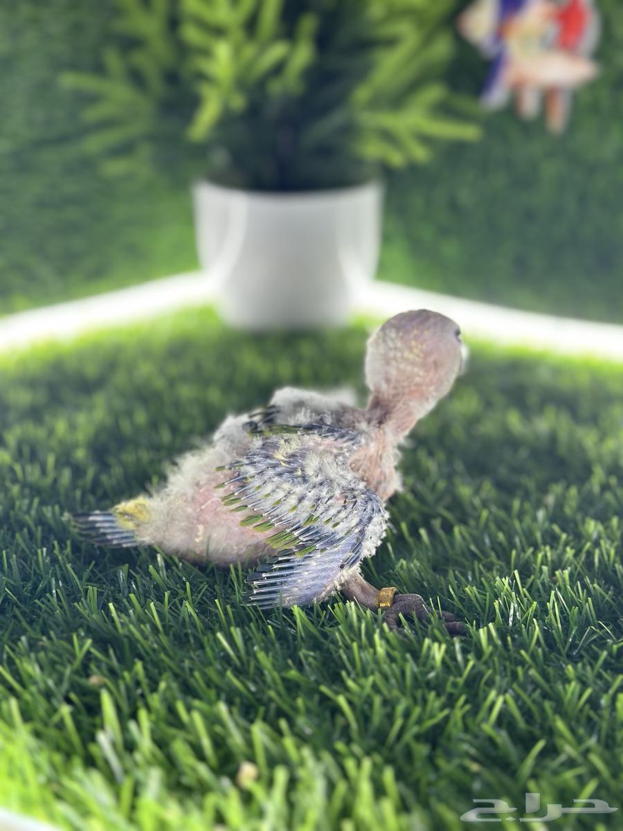 فروخ صن كنيور ( تم البيع )64445119746433112