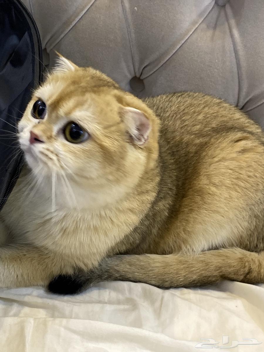 قطط سكوتش فولد قولد بيور للبيع64446812987649110