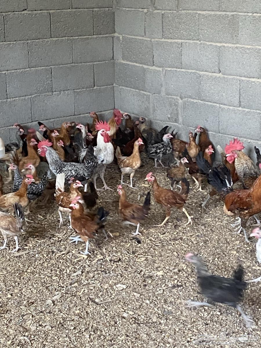 ديوك بلدي64446417210115110