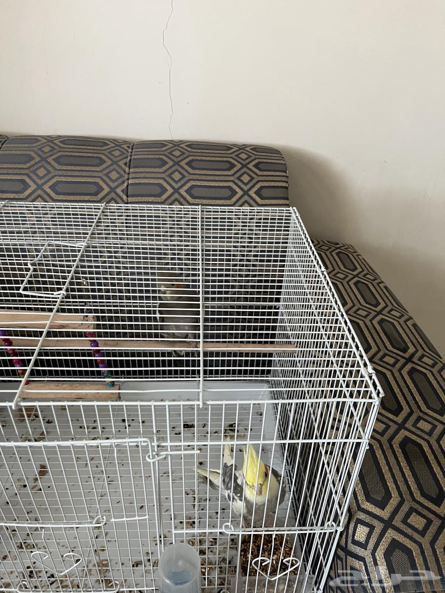 كروان زوج و بادجي طيور الحب للبيع64445553772035113