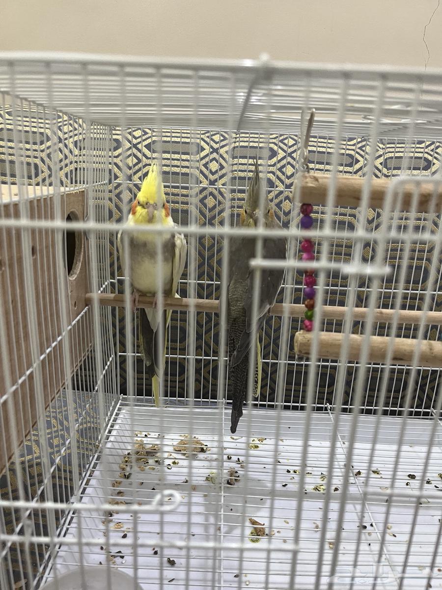 كروان زوج و بادجي طيور الحب للبيع64445553772035114