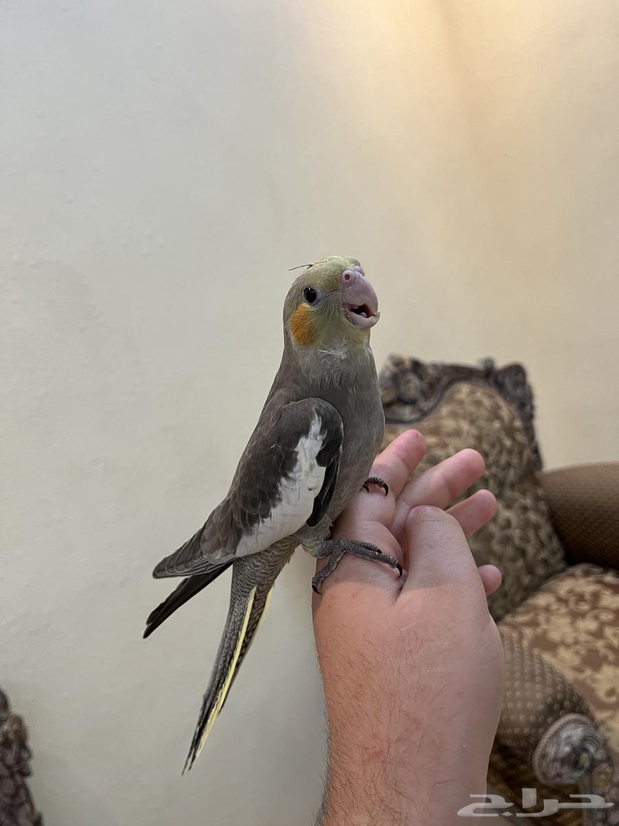 Tame, friendly and playful parrots you shouldn't miss64442651661315114