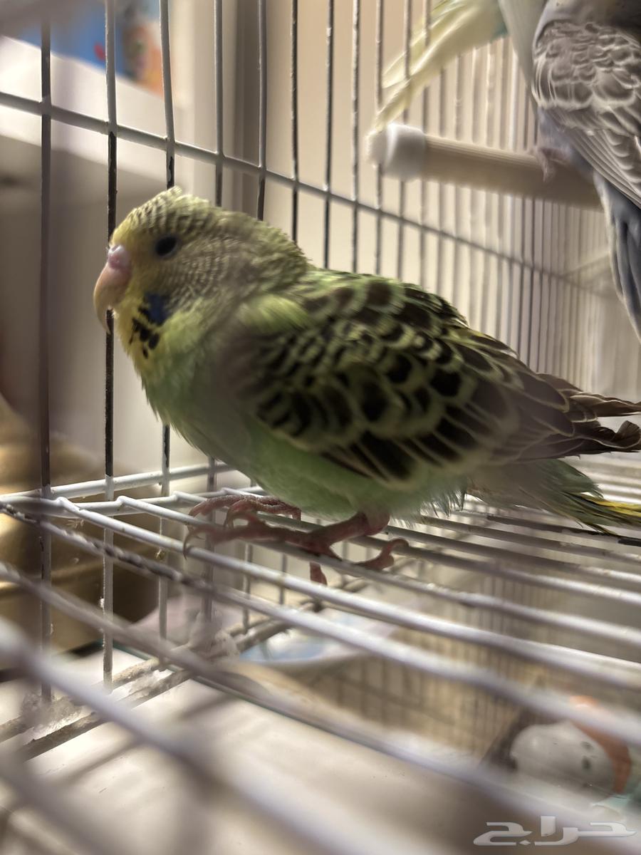لدي طيور بادجي للبيع الصغيره منتجه64447349325953113