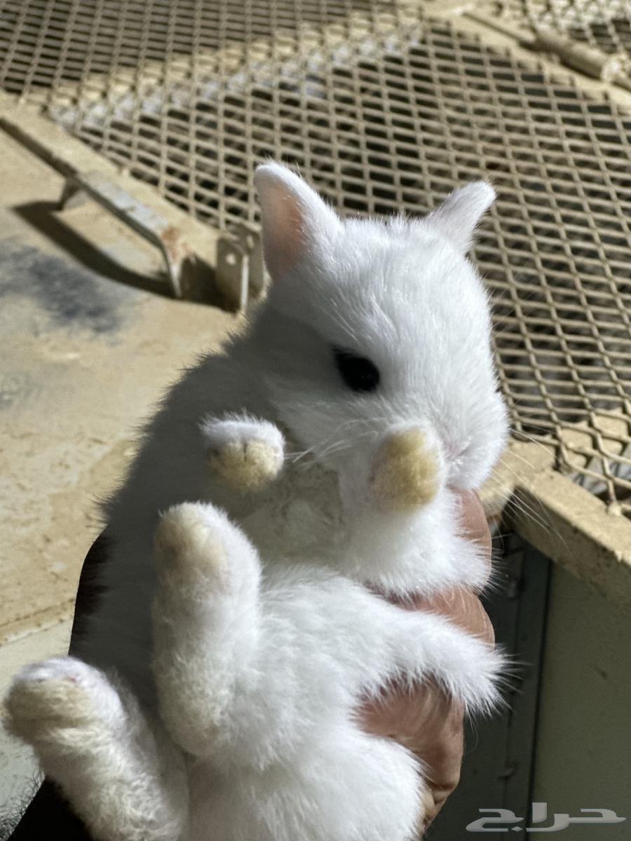 Dwarf Netherland Rabbits64448037267842111