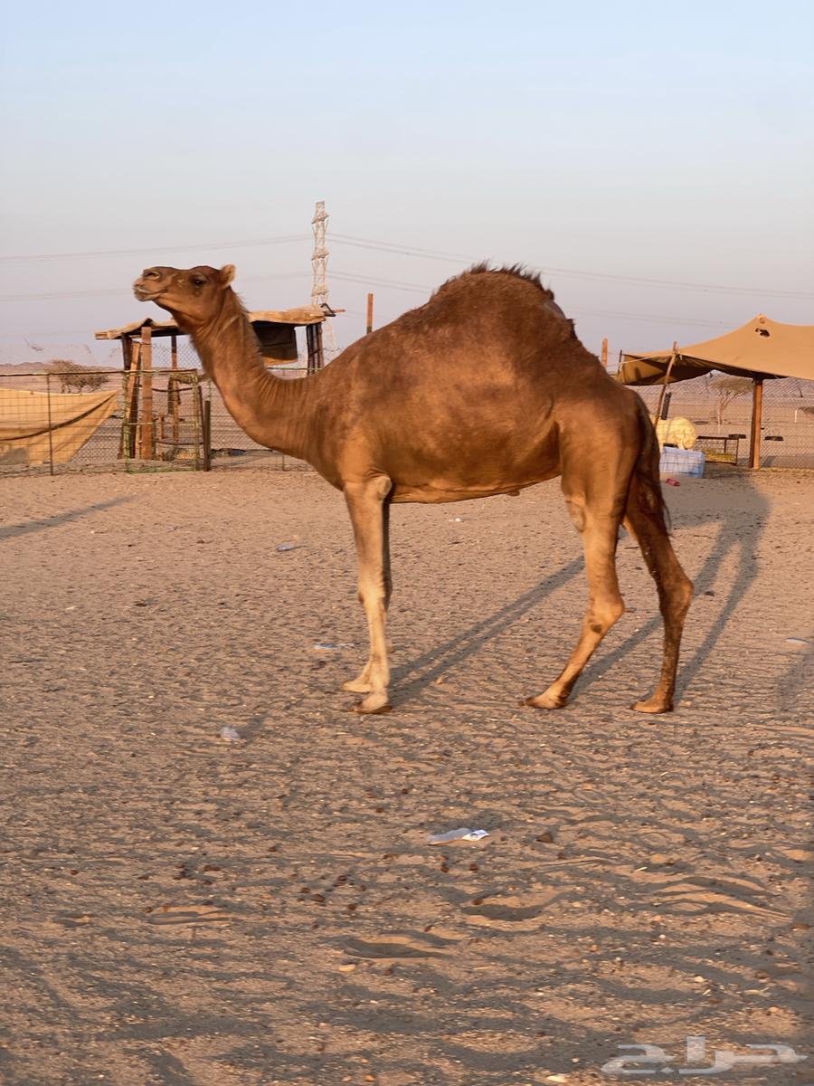 للبيع ناقه حايل طيبه64447957591810111