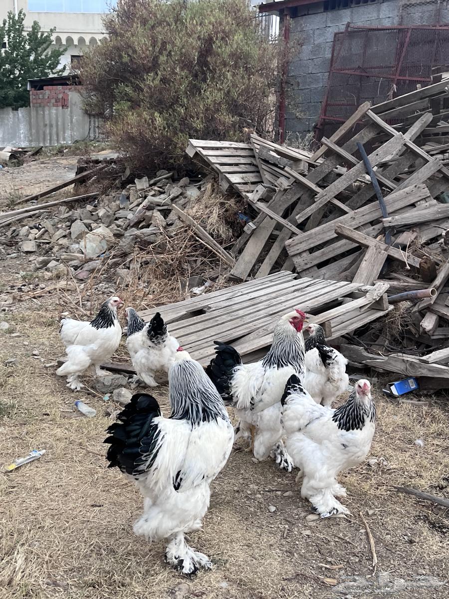 Pure-blooded Colombian Brahma Chicken Set64447785414530114