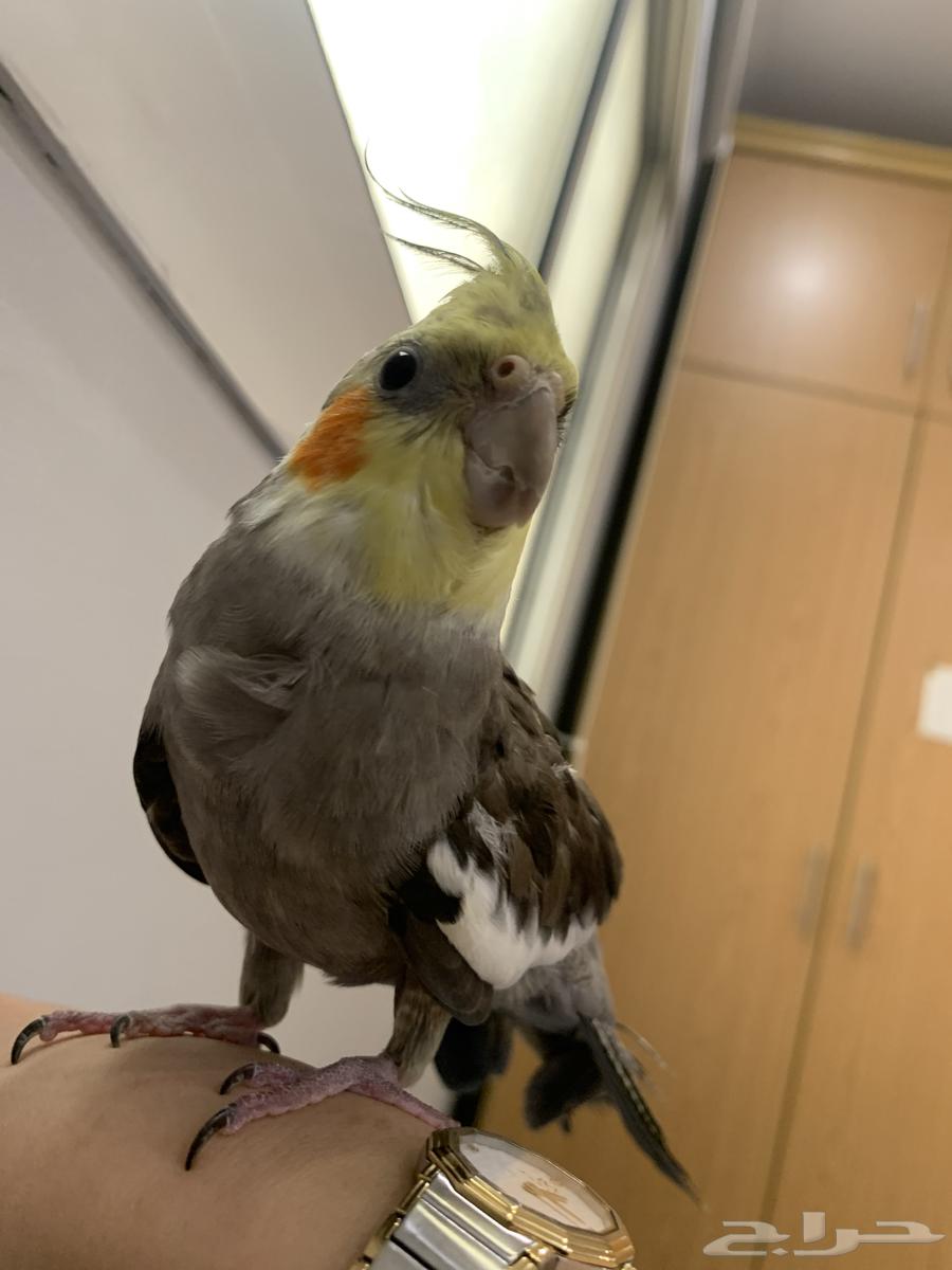 الكروان انثى للبيع64445079069827111
