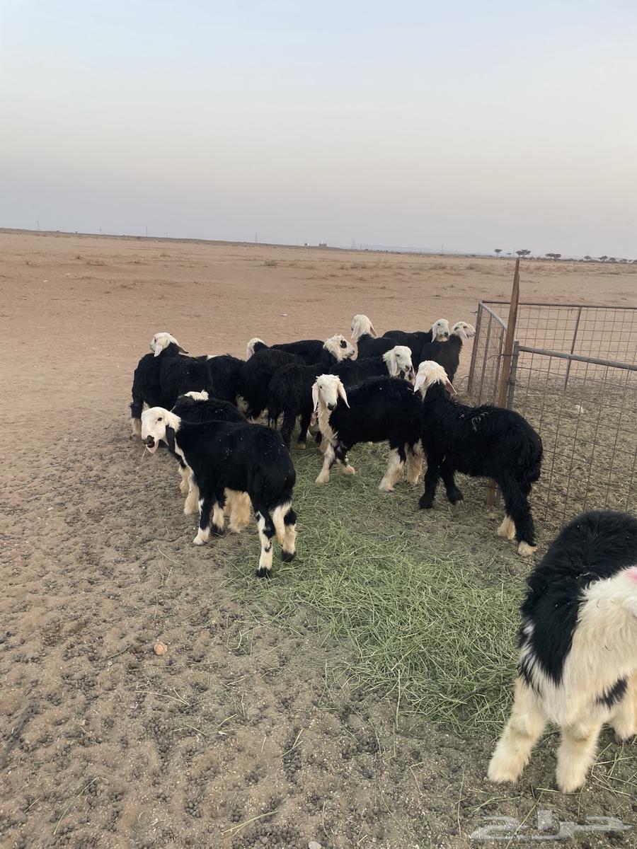 رخال نجد (( تم البيع ))64447229826561112